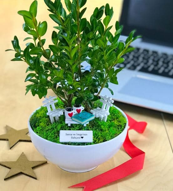 Arkadaşa Hediye Bonsai - Cute Koleksiyonu