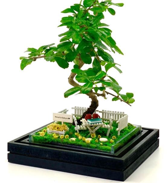 Babaya Hediye Teraryum - Bonsai Koleksiyonu