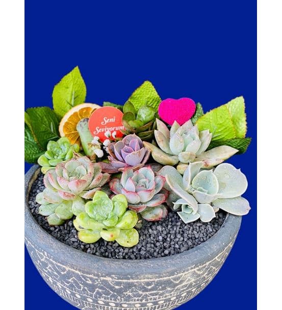 Dekoratif Beton Saksıda Sukulent Aranjmanı