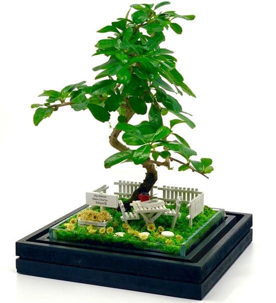 Diş Hekimine Hediye - Bonsai Koleksiyonu