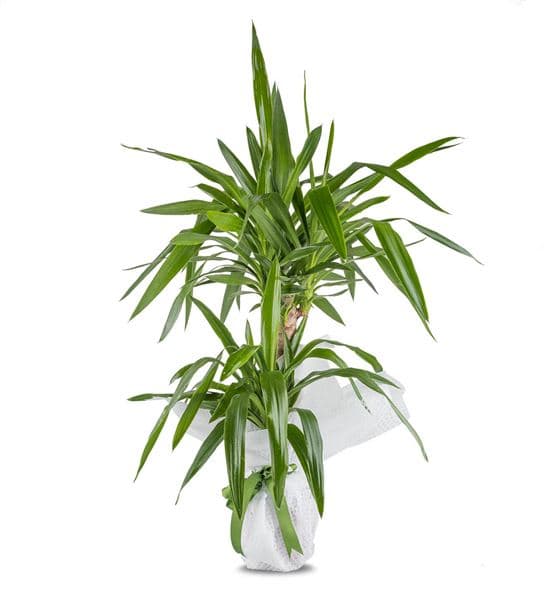 İkili Tropic Yucca Saksı Çiçeği 90cm