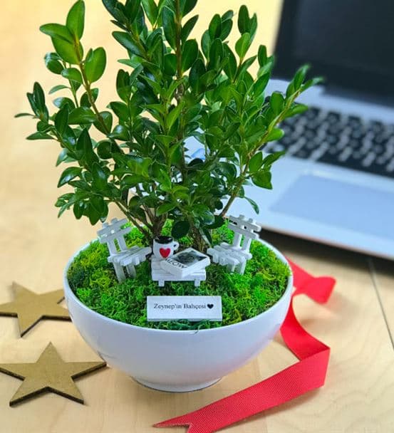 Kedi Severe Hediye Bonsai - Cute Koleksiyonu