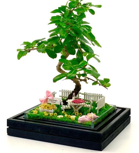 Kız Bebek Hediyesi Teraryum - Bonsai Koleksiyonu