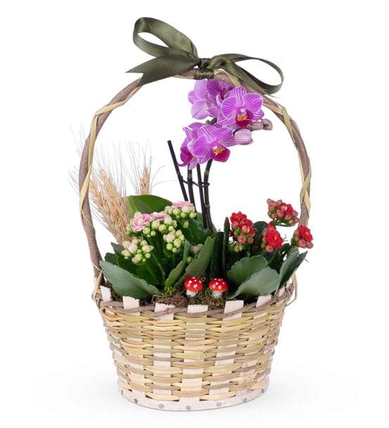 Martha Serisi Mini Orkide Kalanchoe Çiçek Sepeti