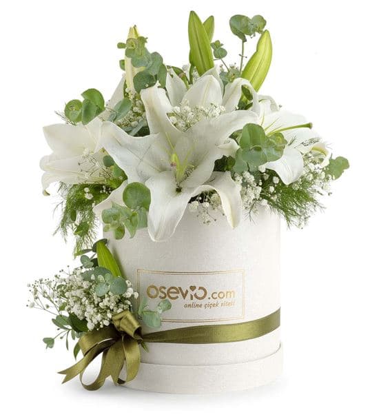 Monte Compatri Kutuda Kokulu Lilyumlar