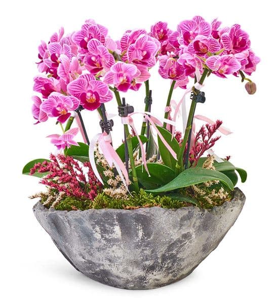 Taş Saksıda 6 Dal Mini Mor Orkide Aranjmanı