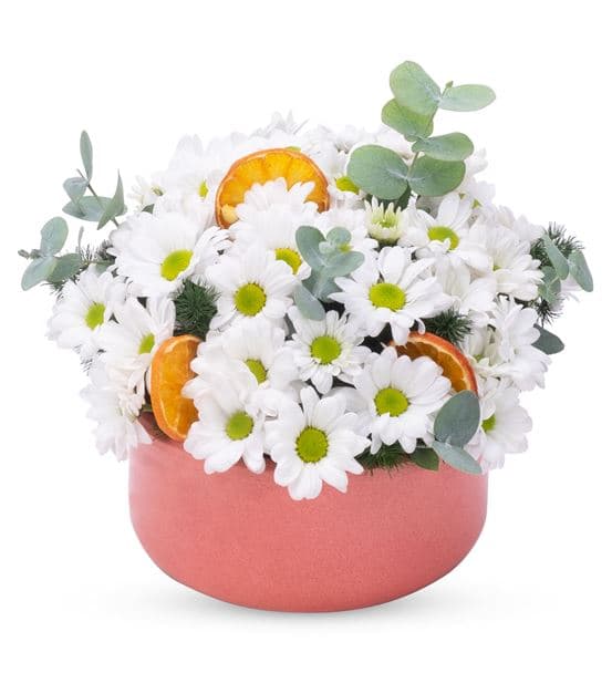 Vivien Serisi Beyaz Papatya Tasarım Aranjmanı